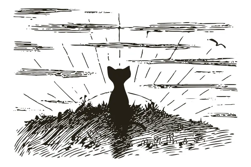 Cat Watching Sunrise Cartoon Drawing